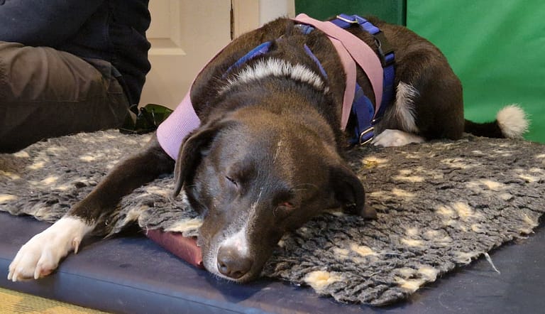 eddie body wrap 768x442