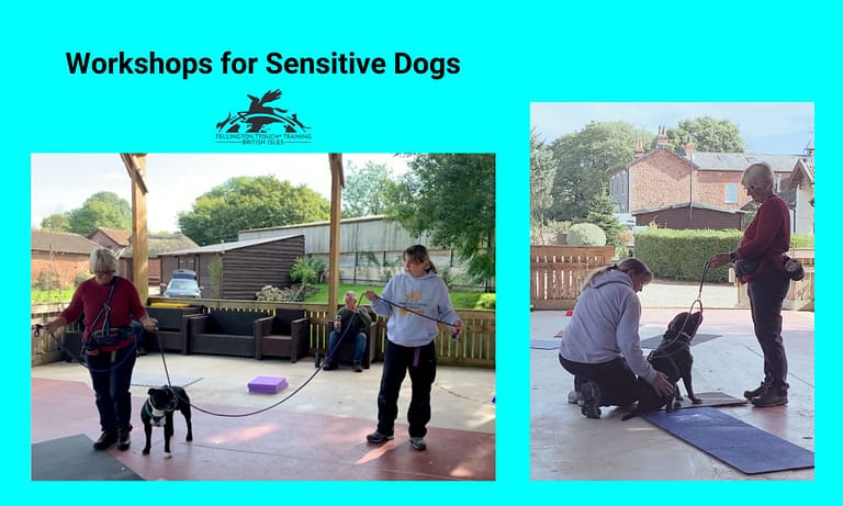 TTouch Guild images 3 768x461