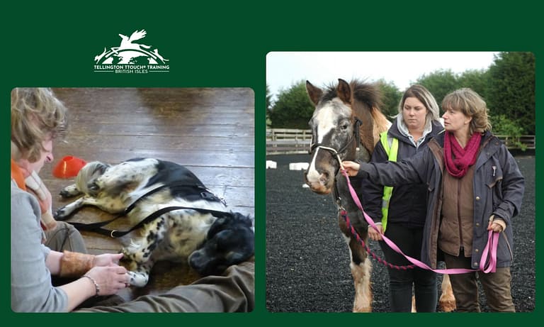 Messenger creation 97BE9AD5 F514 4937 AD66 8DB6AA6F863A 768x461