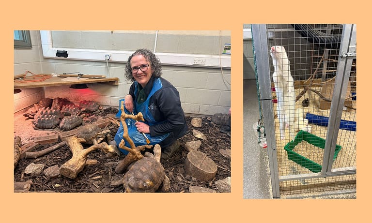 TTouch Guild images 768x461