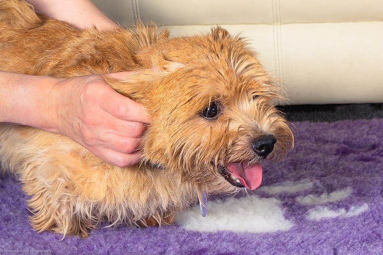 WBA Pixie dog Ear TTouch Web 768x512