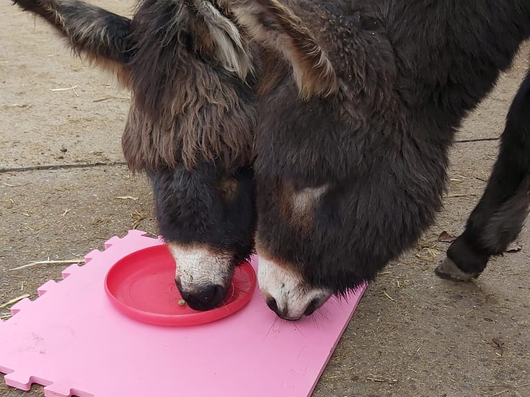 Encouraging curiosity