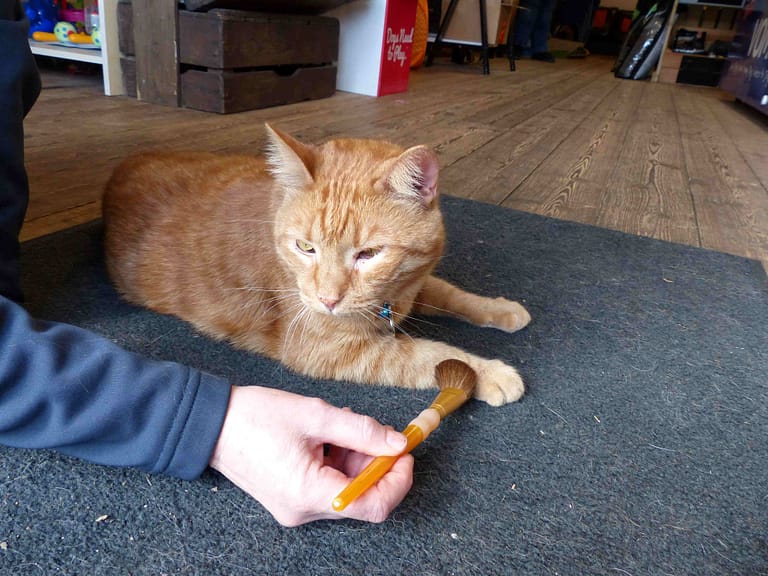 Toni Shelbourne resized 768x576