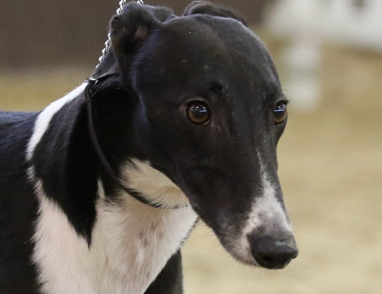 2019 solihull Mags side 2 3 768x591