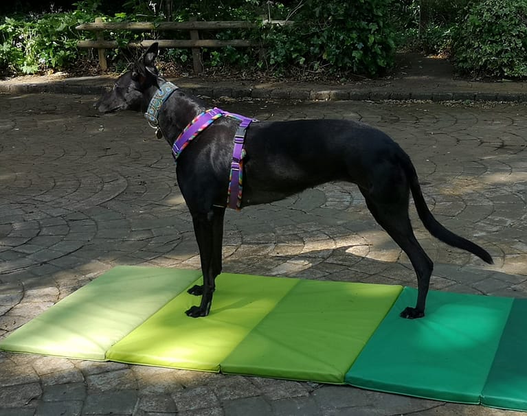 Amaya in balance 768x606