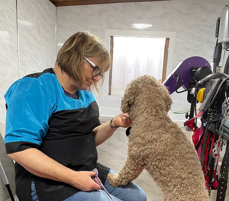 Short hobson grooming photo 1 1 768x674