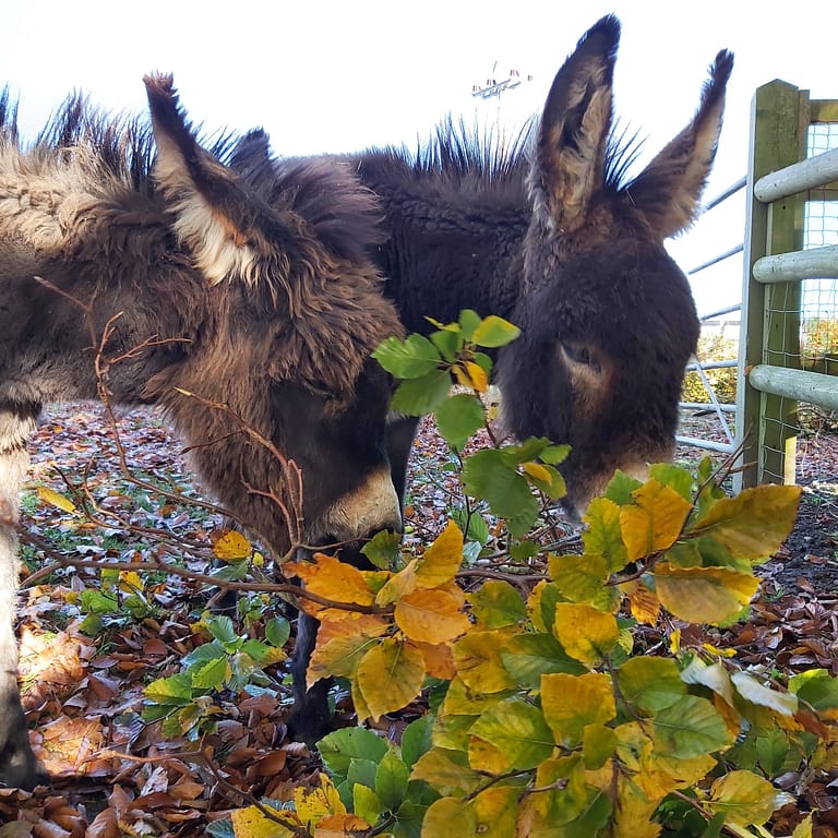 20201104 111413 768x768