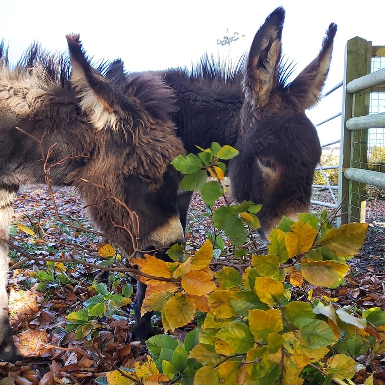 20201104 111413 768x768