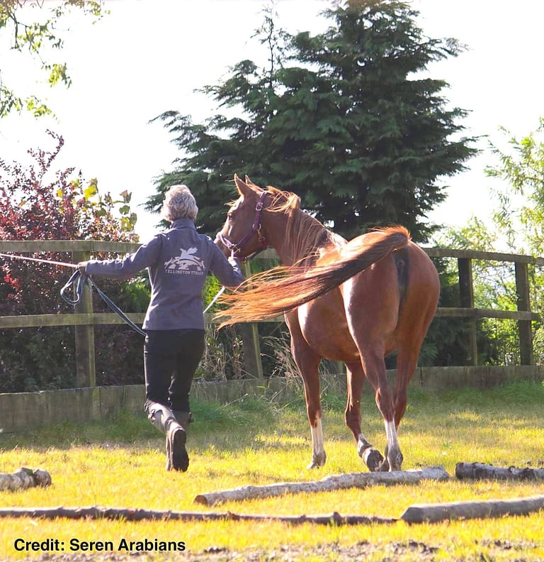 Erica in sync with Seren Hanita doing TTouch leading work copy 1 768x792