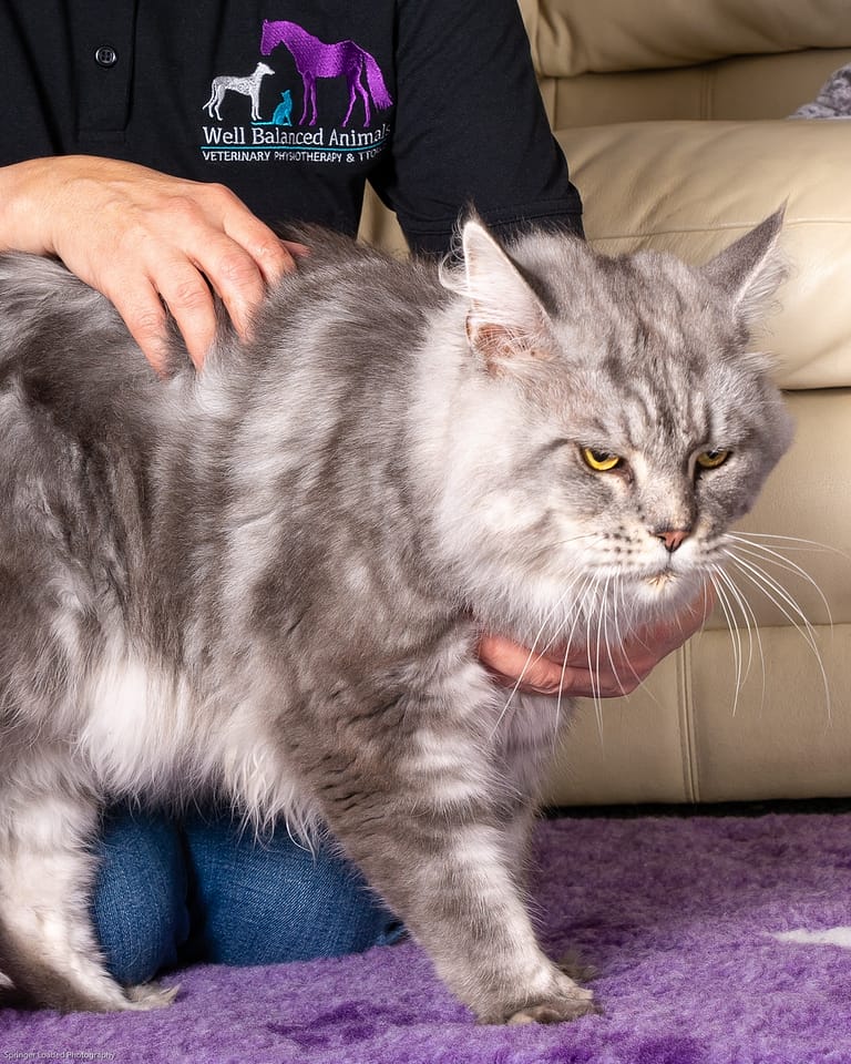 WBA Cat TTouch Web 5 768x960