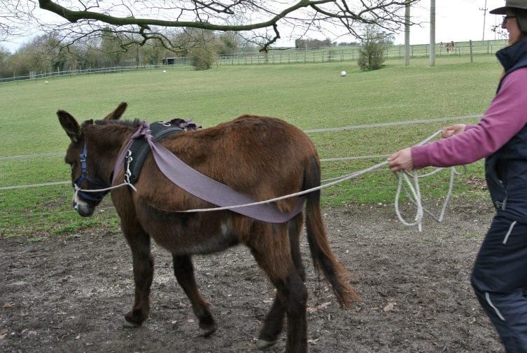 Long reining training