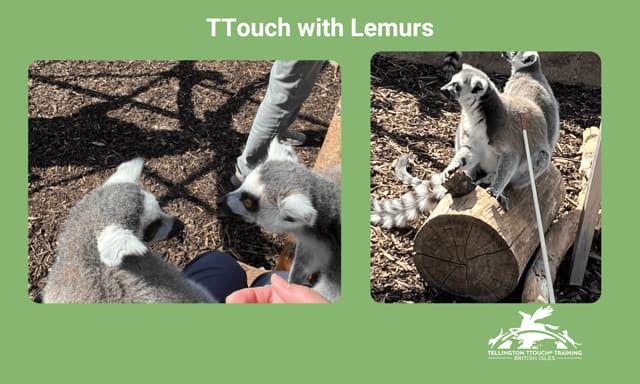 lemurs